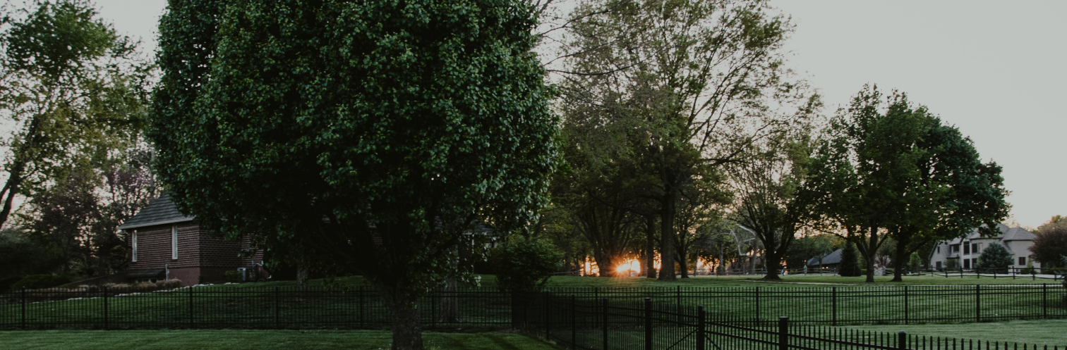 mowed lawn with tree